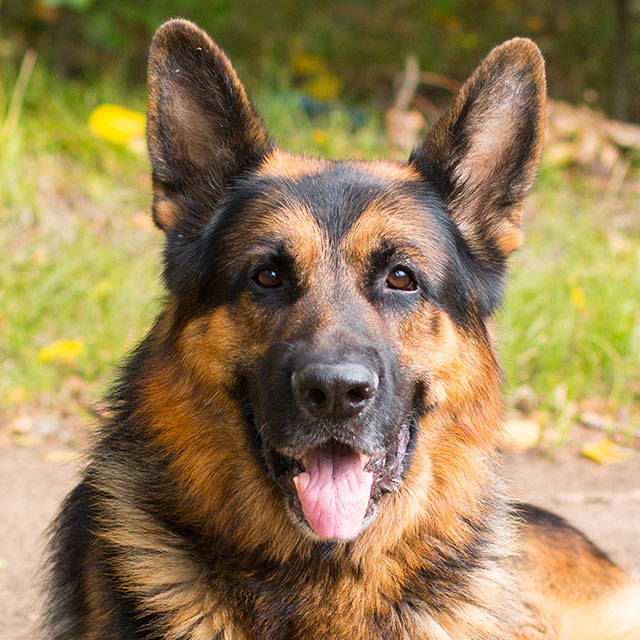 Qual o Melhor Cão Para Defesa Pessoal?