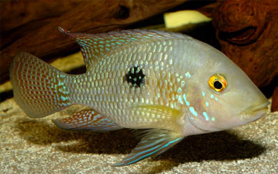 Peixe Acará-Diadema: Características, Como Cuidar e Fotos