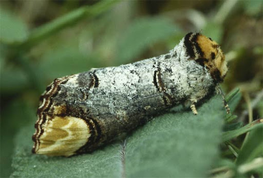 Mariposa Phalera Bucephala: Características, Habitat e Fotos