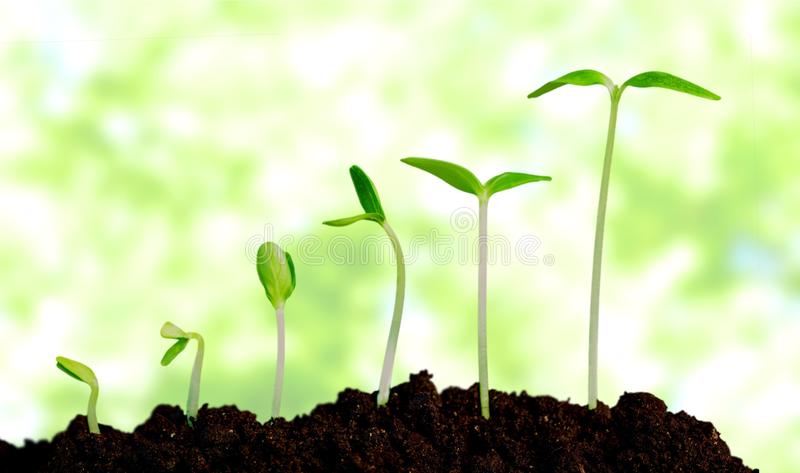 O Que Faz Com Que as Plantas Cresçam? Como Funciona?