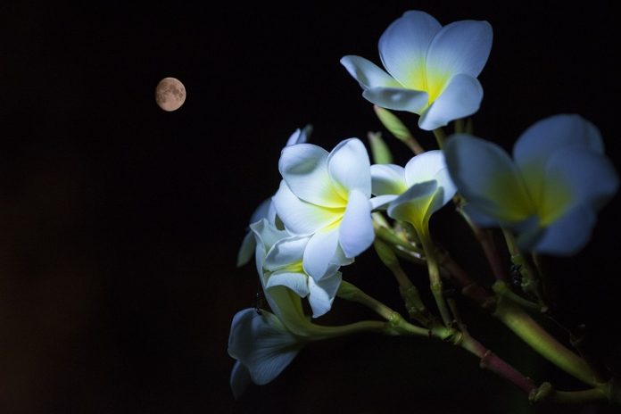 O Que as Plantas Fazem Durante a Noite?