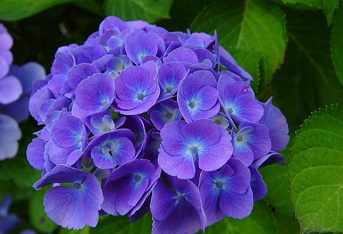 Planta Hortênsia Gosta de Sol ou Sombra? Onde Plantar?