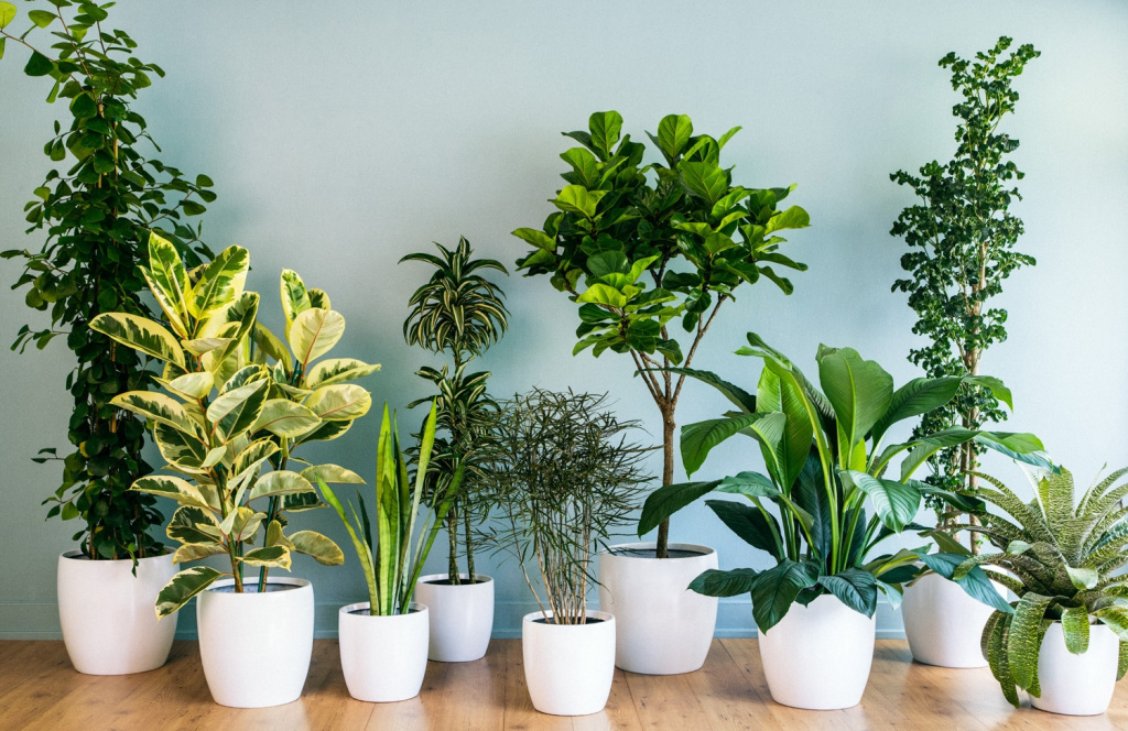 Quais São as Plantas da Prosperidade?