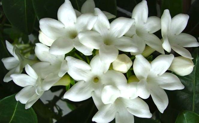 Como Cuidar da Flor Jasmim-Estrela, Fazer Mudas e Podar