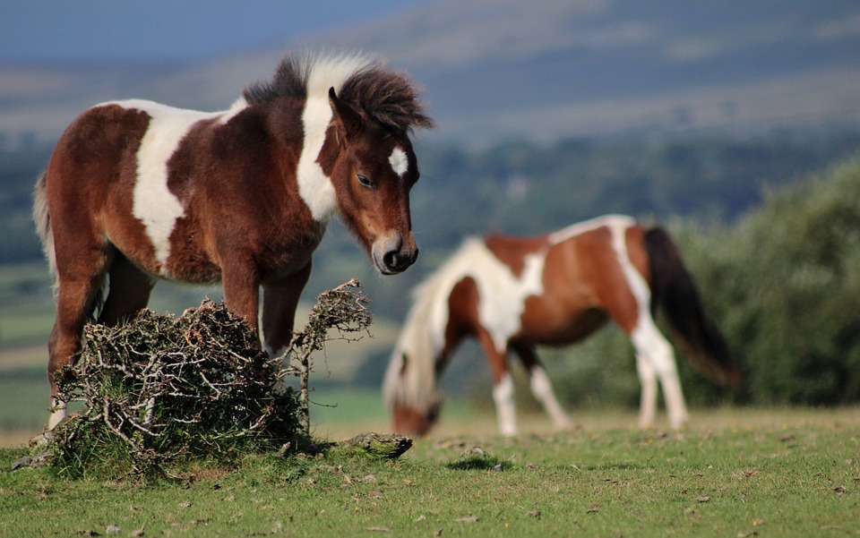 Raça de Ponei Dartmoor: Caracteristicas, Fotos, Historia e Origem