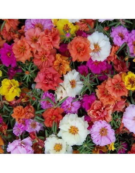 Flor Onze-Horas: Características, Curiosidades e Como Cuidar