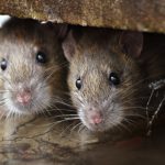 Rato em Casa