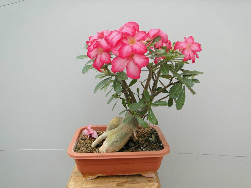 Como Cultivar Rosa do Deserto Em Apartamento?