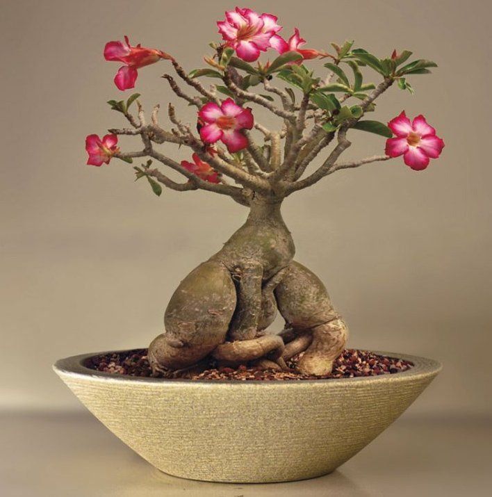 Quanto Tempo Demora Para Crescer a Rosa do Deserto?