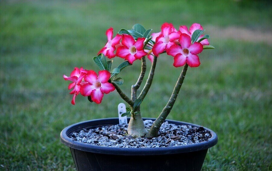 Por Que as Folhas das Rosas do Deserto Ficam Amarelas?