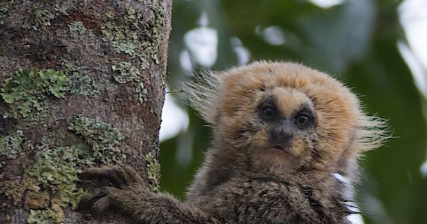 Sagui-da-Serra: Características, Nome Cientifico, Habitat e Fotos