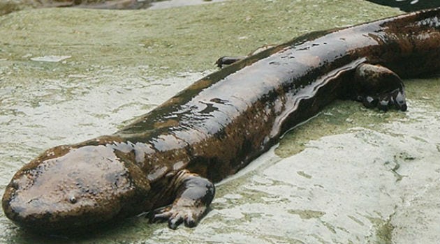 Salamandra-Gigante-da-China: Características, Habitat e Fotos