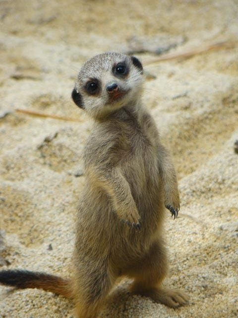 Predadores do Suricato: 8 Inimigos Naturais e Como o Animal se Defende