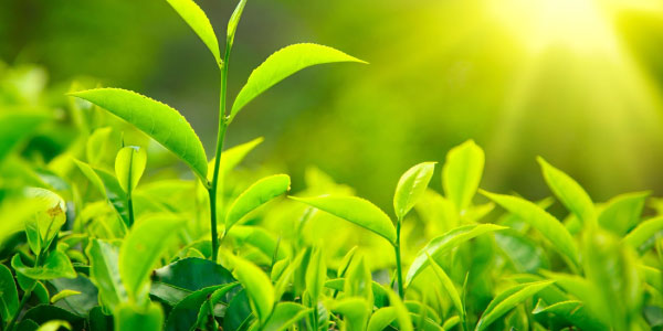 O Que As Plantas Realizam Durante o Dia?