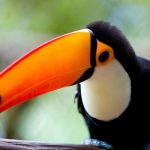 Tucano do Peito Branco