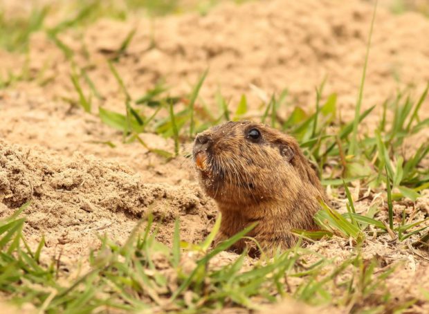 Tudo Sobre o Tuco-Tuco: Características, Nome Cientifico e Fotos