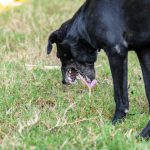 Vomito de Cachorro