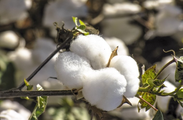 Algodão na Europa: Cultivo, Onde Tem, Diferenças Para o Brasil