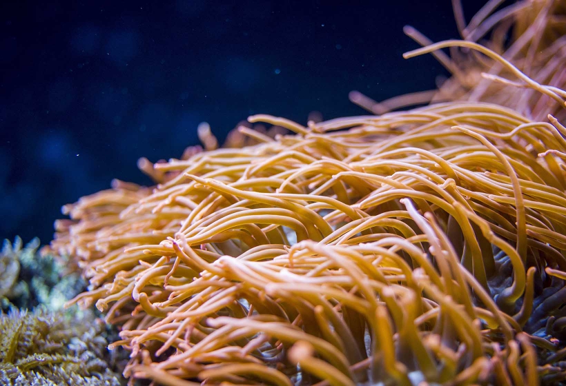 Habitat da Anêmona do Mar: Onde Elas Vivem?
