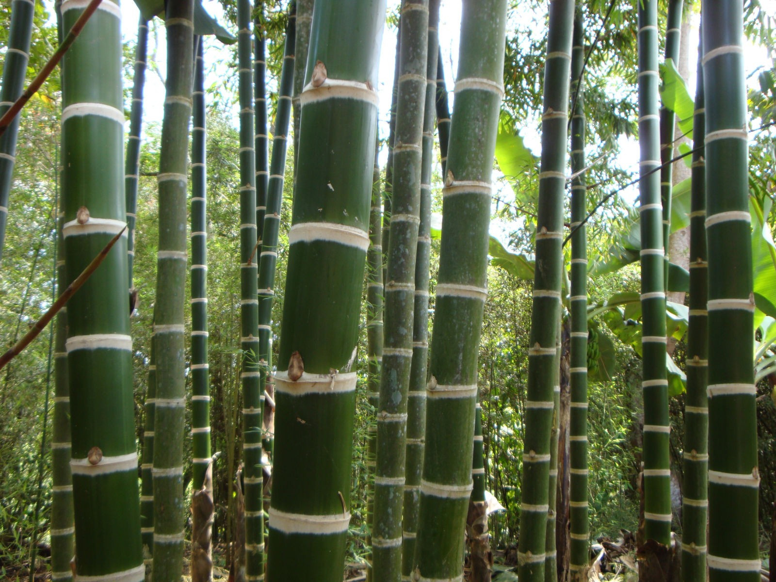 Bambu É Madeira? Ele Pode Ser Considerado Assim?