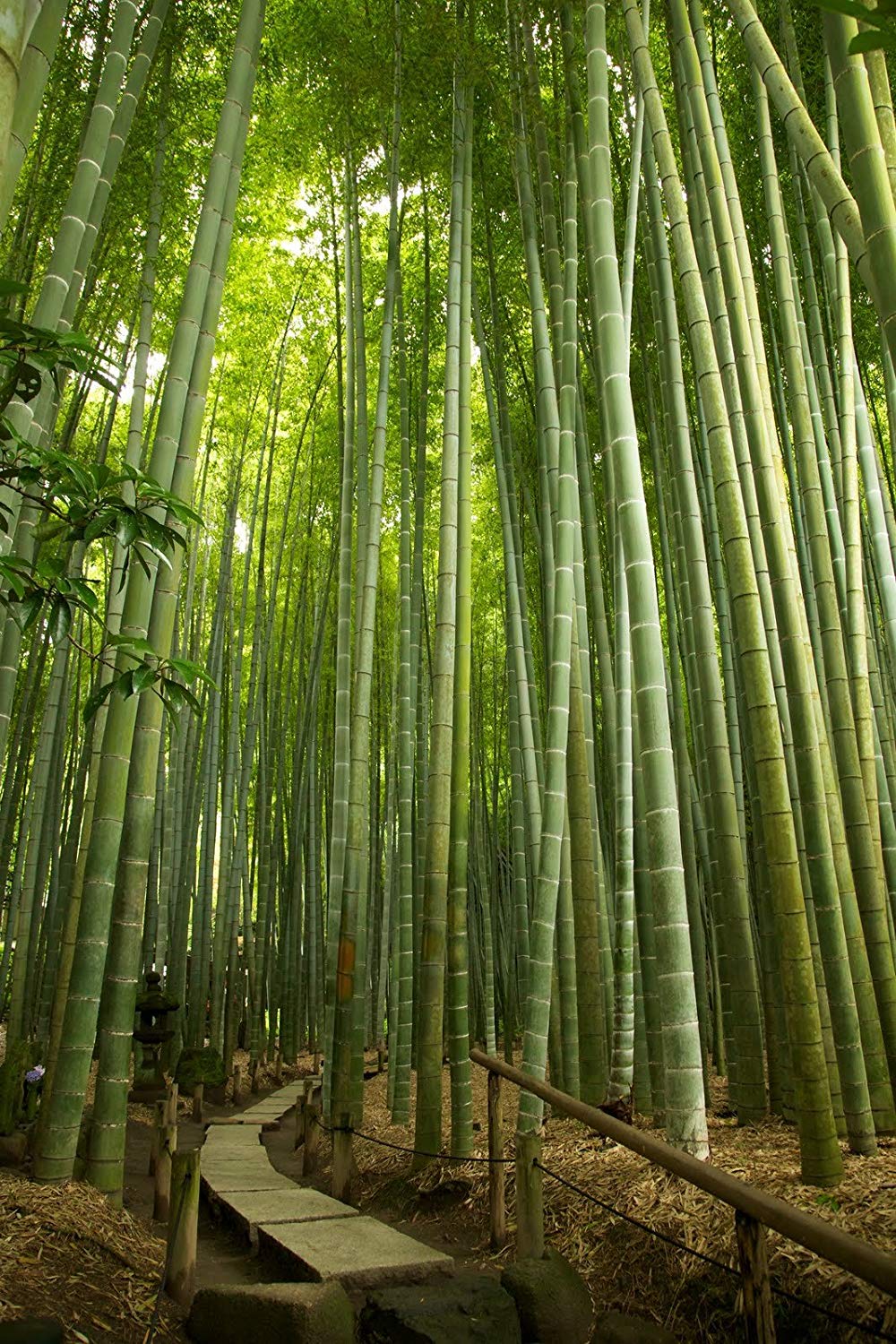 Lista de Tipos de Bambu: Espécies com Nomes e Fotos