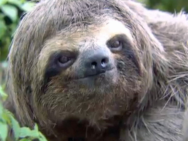 Comportamento do Bicho Preguiça, Hábitos e Modo de Vida