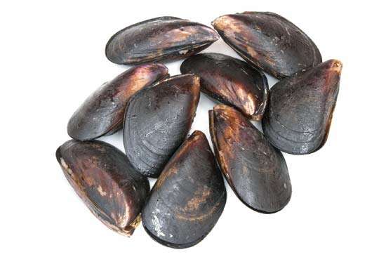 Tudo Sobre Os Bivalves: Características, Nome Científico E Fotos