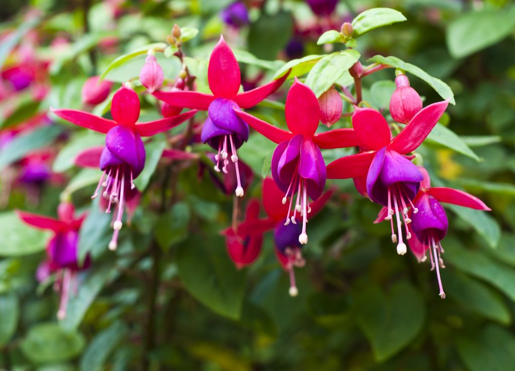 História da Brinco-de-Princesa e Origem da Flor
