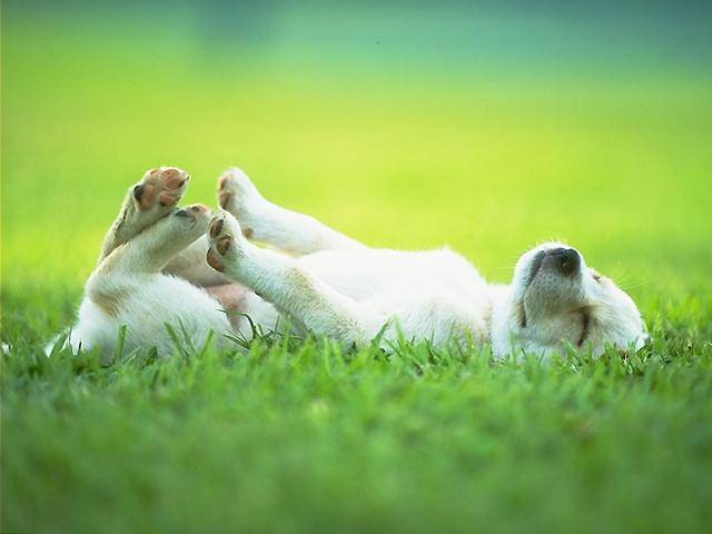 Truque Morto Cachorro: Como Ensinar? Passo a Passo