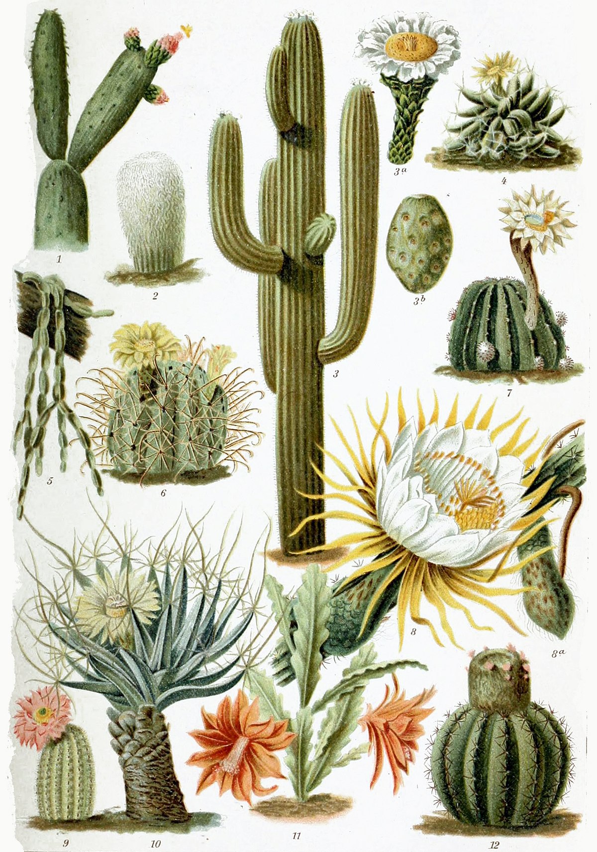 Qual o Correto: Cactus ou Cactos? Por Que?