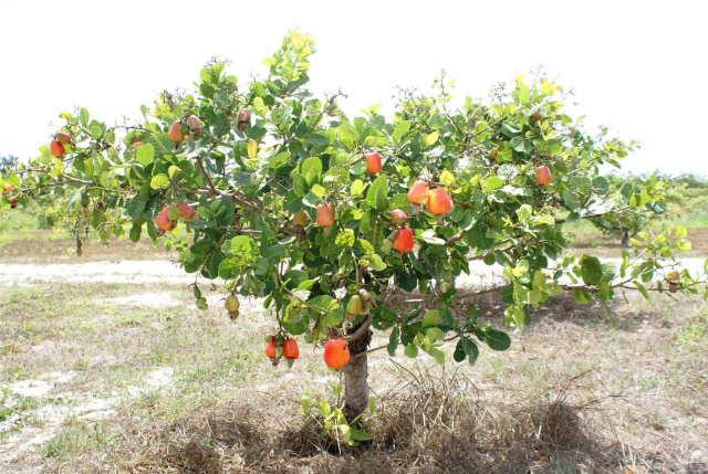 Como Fazer Adubo Natural Para Cajueiro