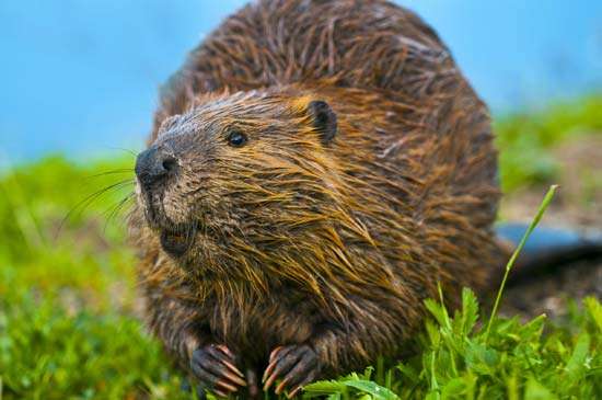 Ciclo de Vida do Castor: Quantos Anos Eles Vivem?