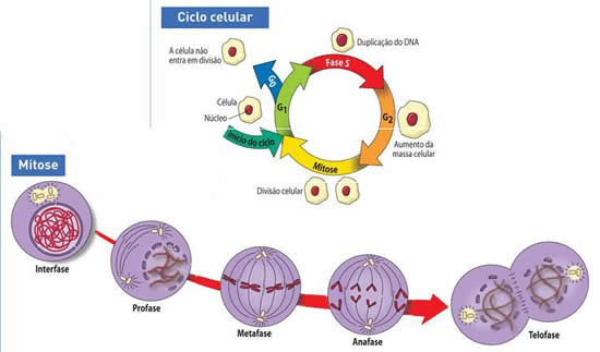 Qual é a Principal Função e Objetivo da Mitose?