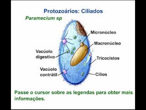 Qual a Função dos Cílios nos Protozoários?