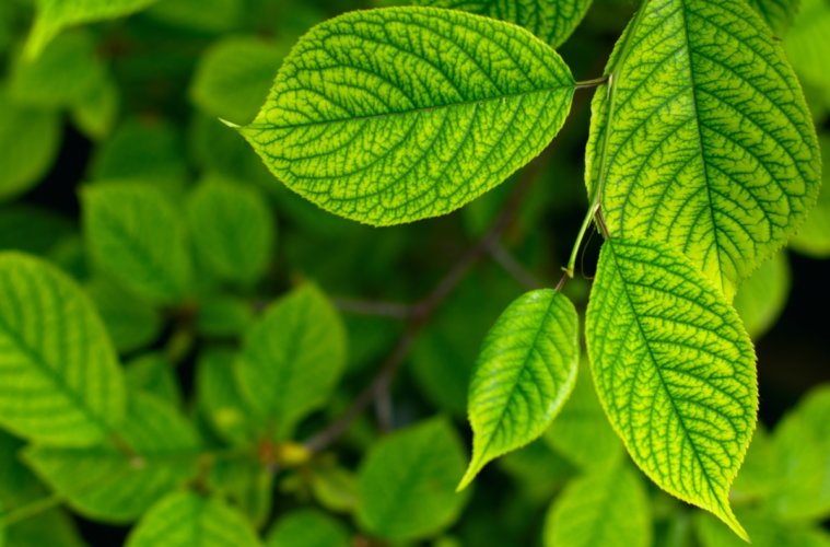 Qual a Função do Cobre nas Plantas? Pra Que Ele Serve?