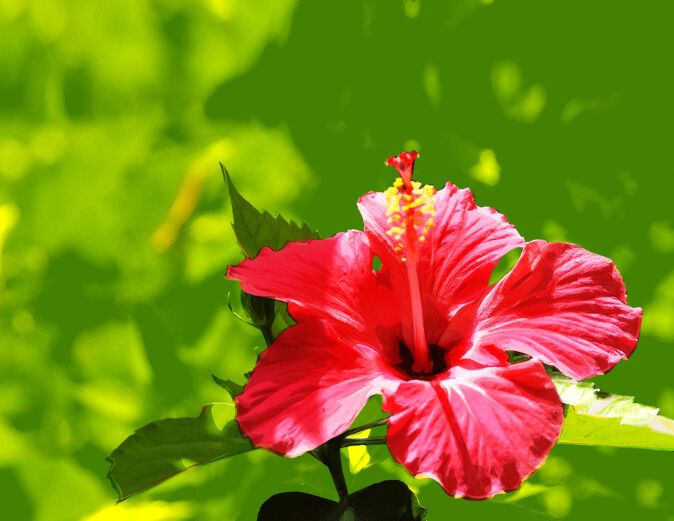 Hibisco: Curiosidades e Fatos Interessantes Sobre a Planta