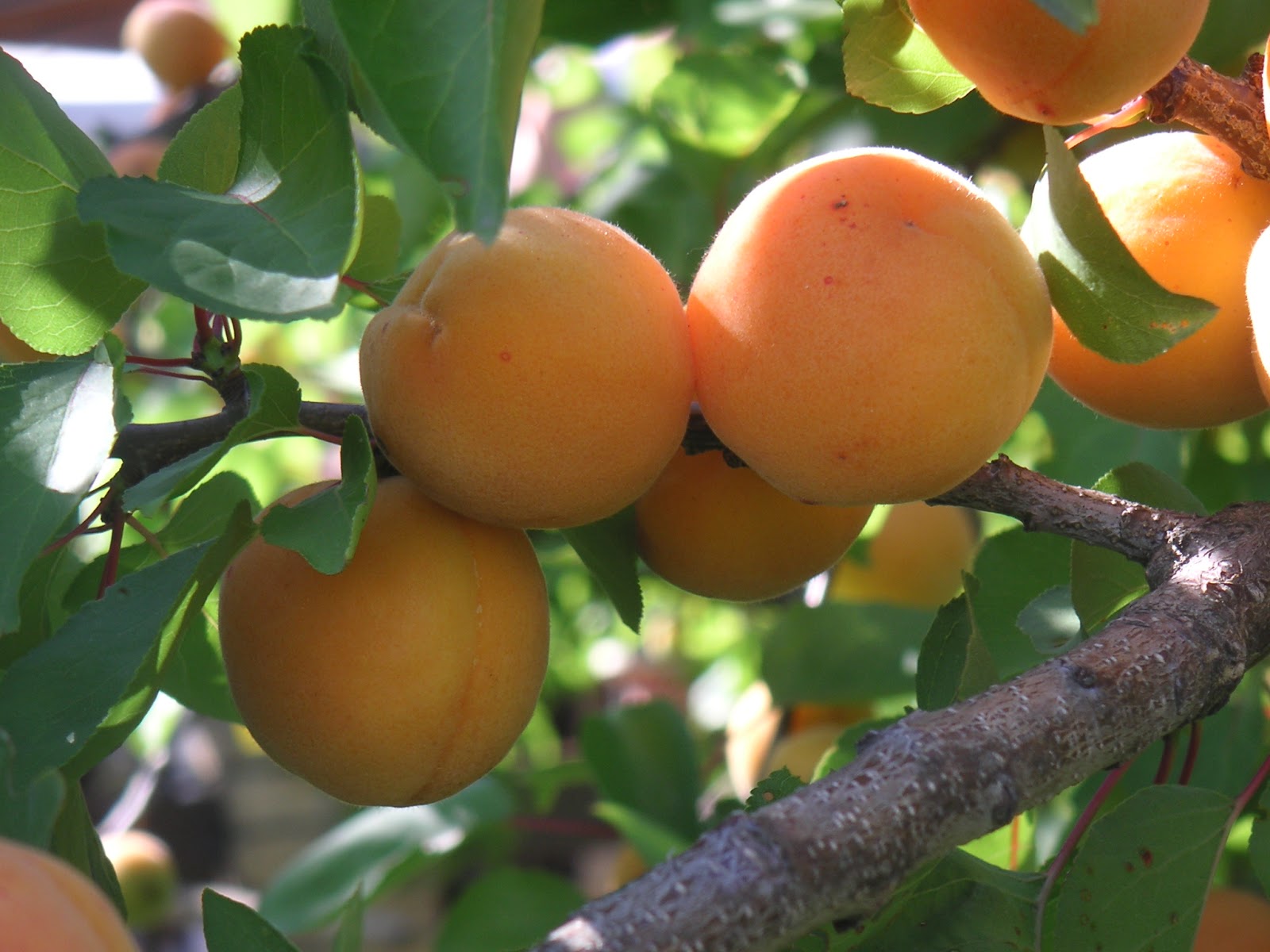 Damasqueiro: Mudas, Raiz, Folhas, Fruto, Como Cultivar e Fotos