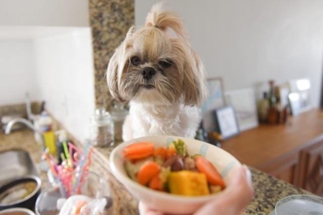 Quantas Vezes Por Dia um Filhote de Shih-Tzu Deve Comer