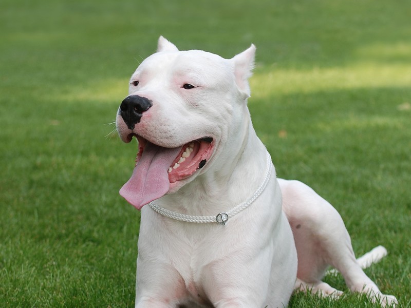 Dogo Argentino: Preço, Valor Para Comprar e Fotos