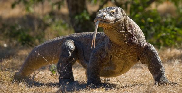 Dragão-de-Komodo: Curiosidades e Fatos Interessantes