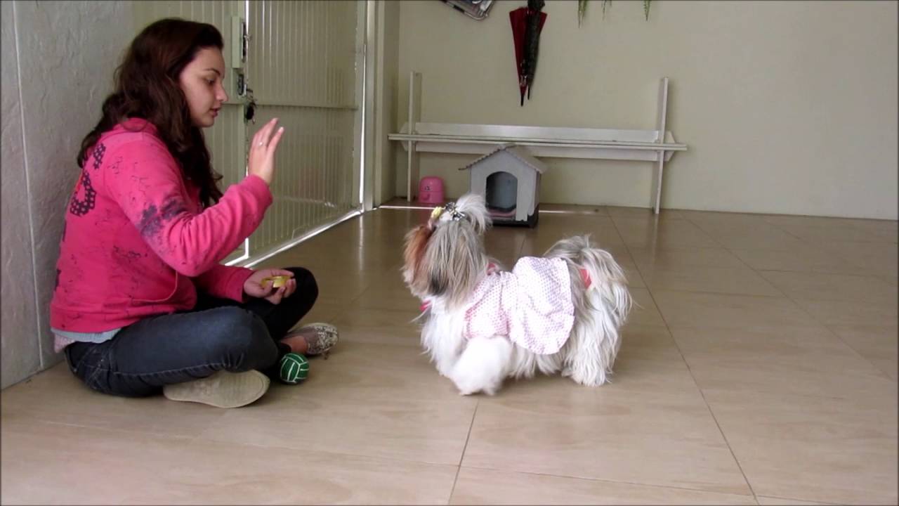 Como Educar um Cachorro Shih Tzu? Como Adestrar?