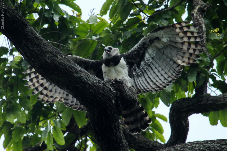 Qual a Envergadura de Uma Harpia? Como São Suas Garras?