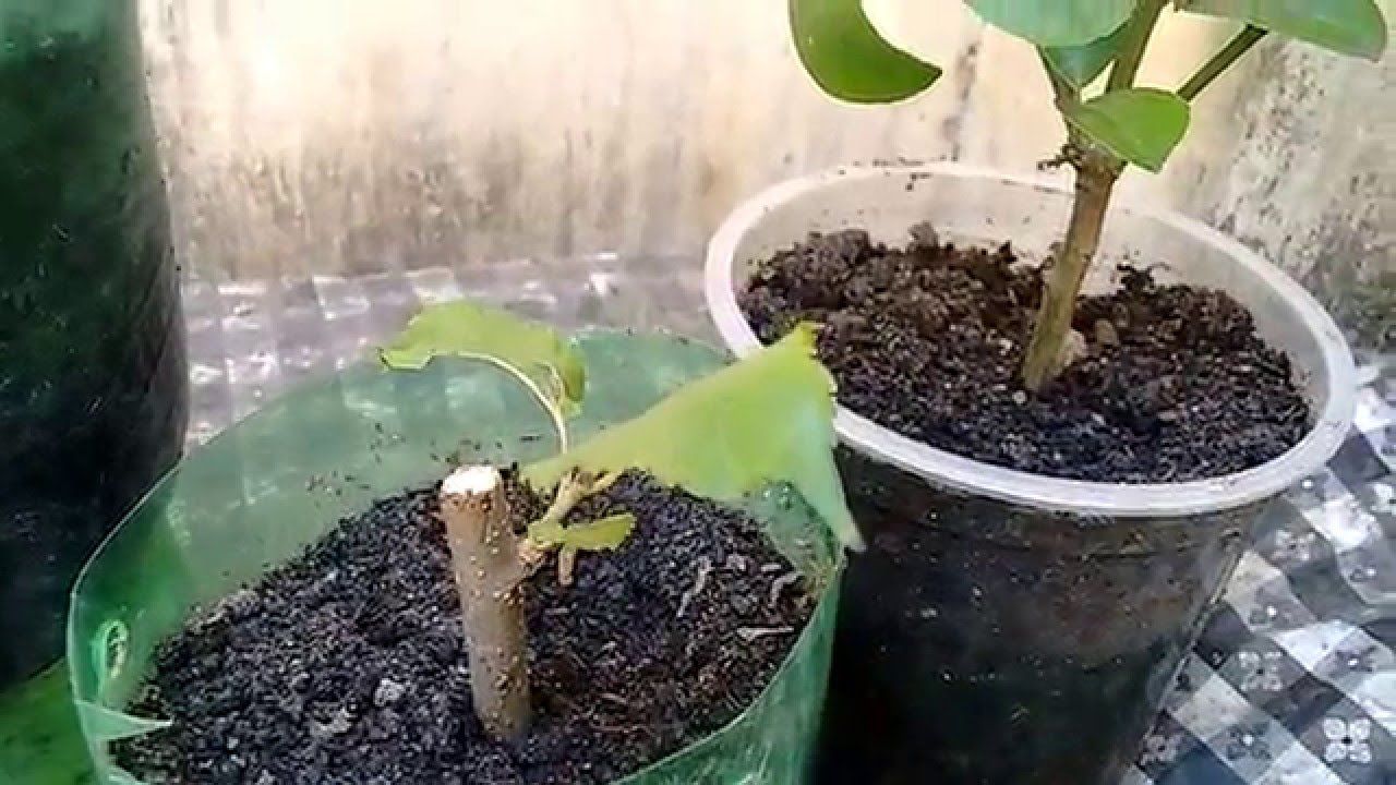 Como Fazer Mudas de Primavera por Estaquia: Guia Completo