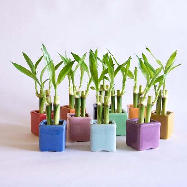 Mini Bambu Forração: Características, Como Cultivar e Fotos