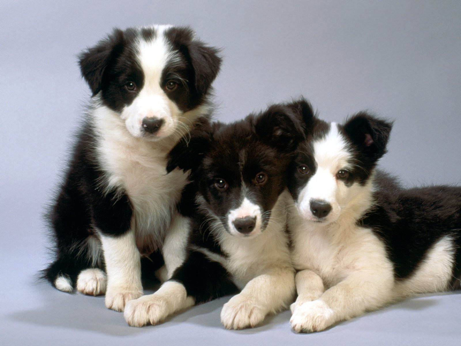Quanto Custa um Filhote de Border Collie Puro?