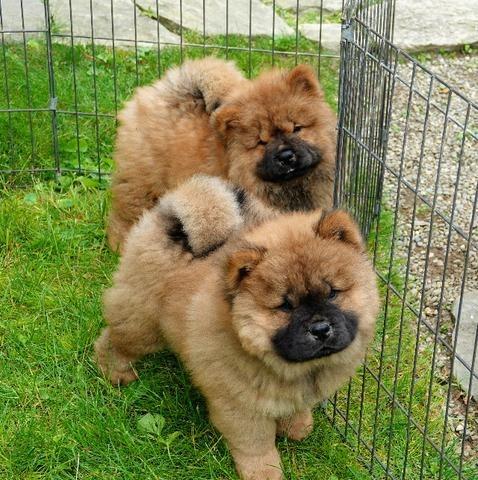 Filhote de Chow Chow para Adoção: Onde Encontrar? Como Fazer?