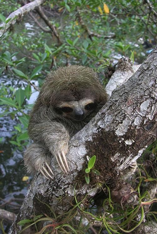 Preguiça Anã de Três Dedos: Características, Habitat e Fotos