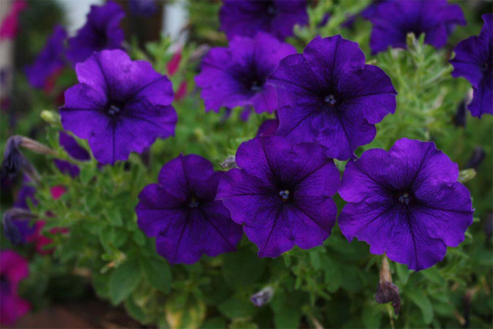 Tudo Sobre a Flor Flox: Características, Nome Científico e Fotos