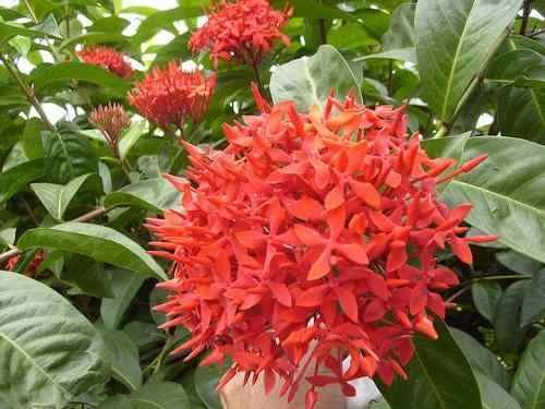 Tudo Sobre a Flor Ixora: Características e Nome Científico
