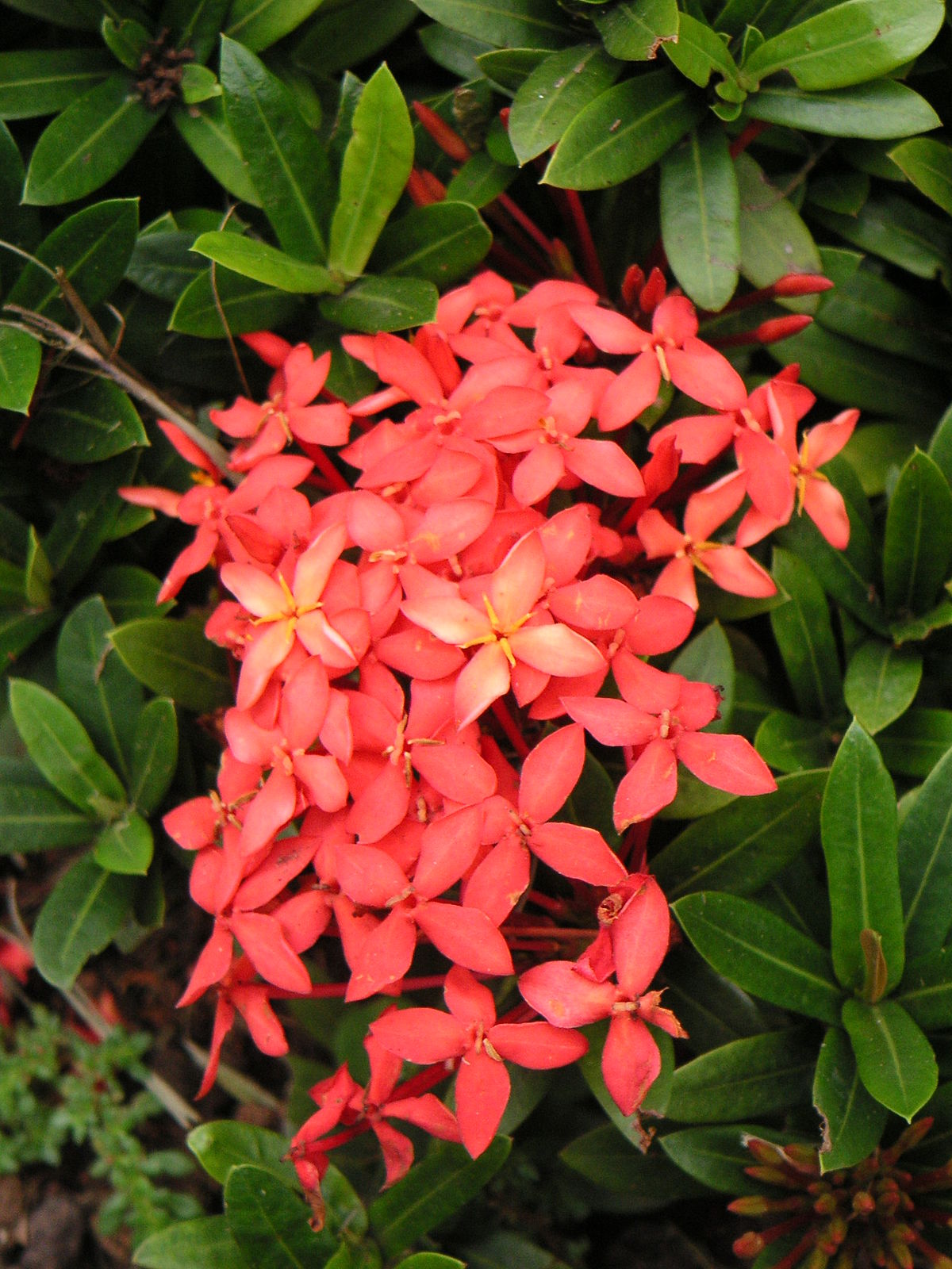 História da Flor Ixora: Significado, Origem da Planta e Fotos